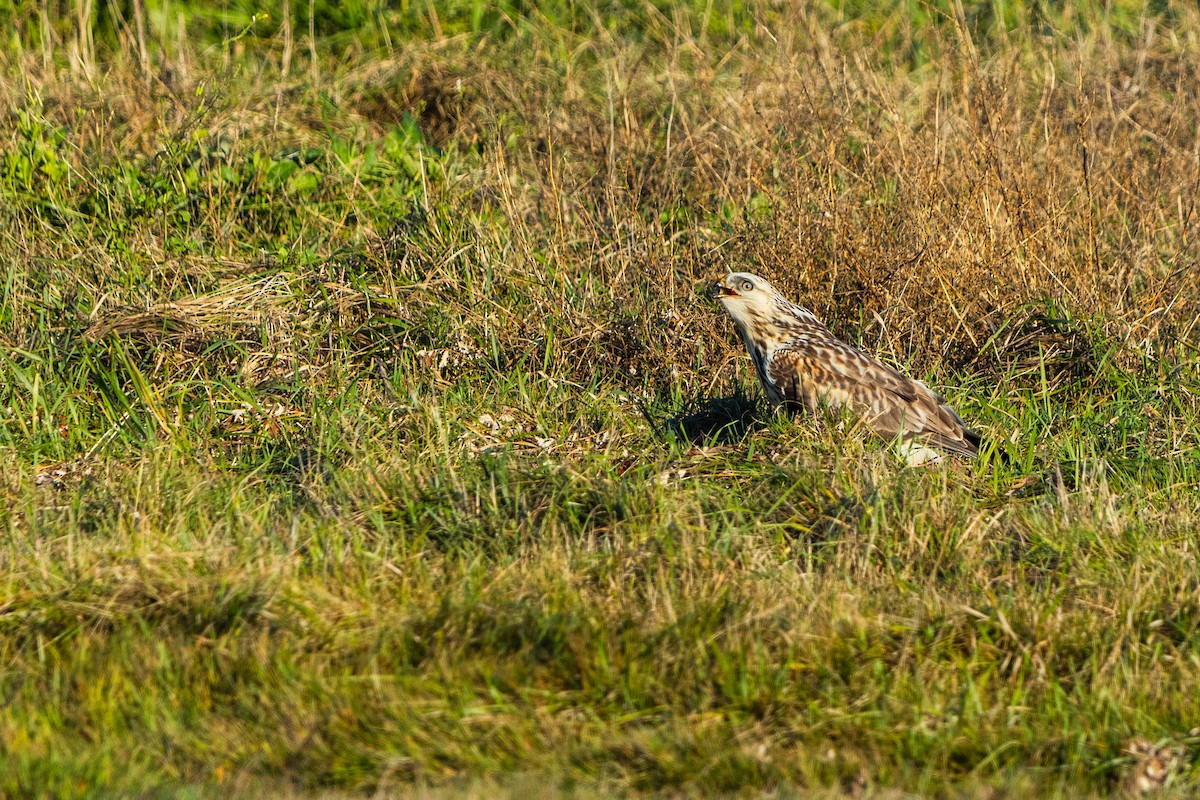 Rough-legged Hawk - ML646163418