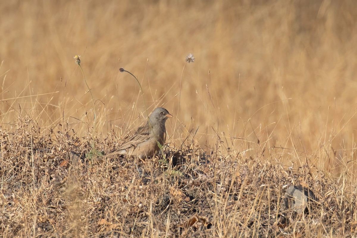 Bruant à cou gris - ML646163419