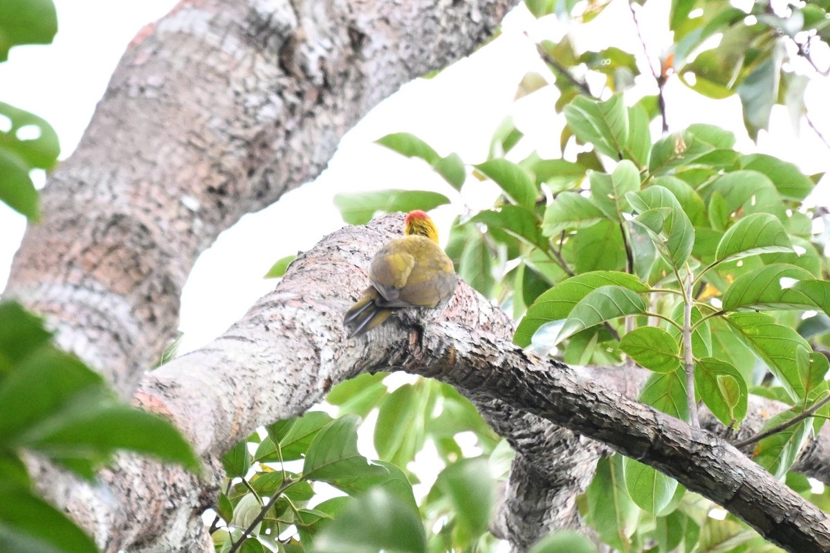 Pic à gorge jaune - ML646163420