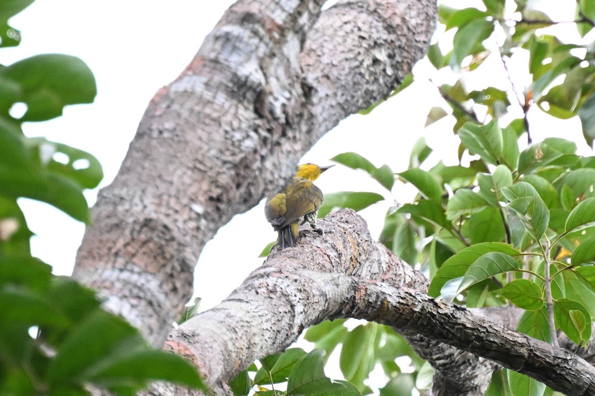 Pic à gorge jaune - ML646163421