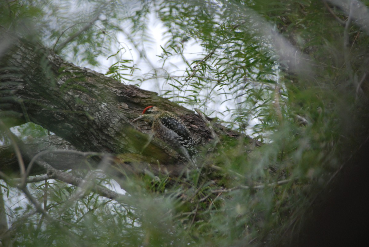 Pic maculé - ML646163422