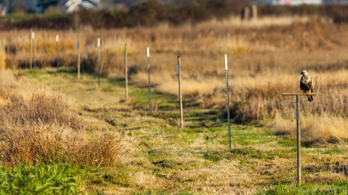 Rough-legged Hawk - ML646163423