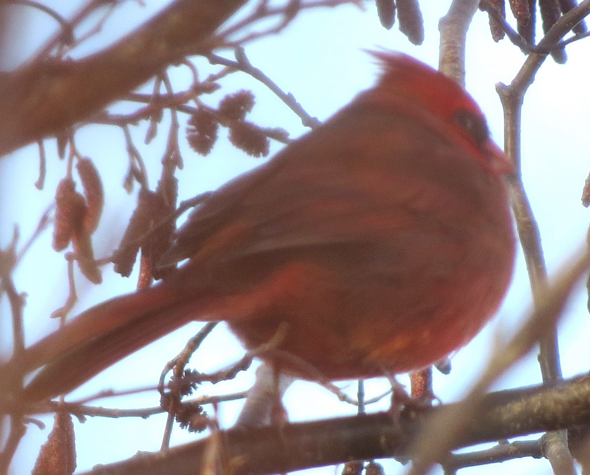 Cardinal rouge - ML646163424