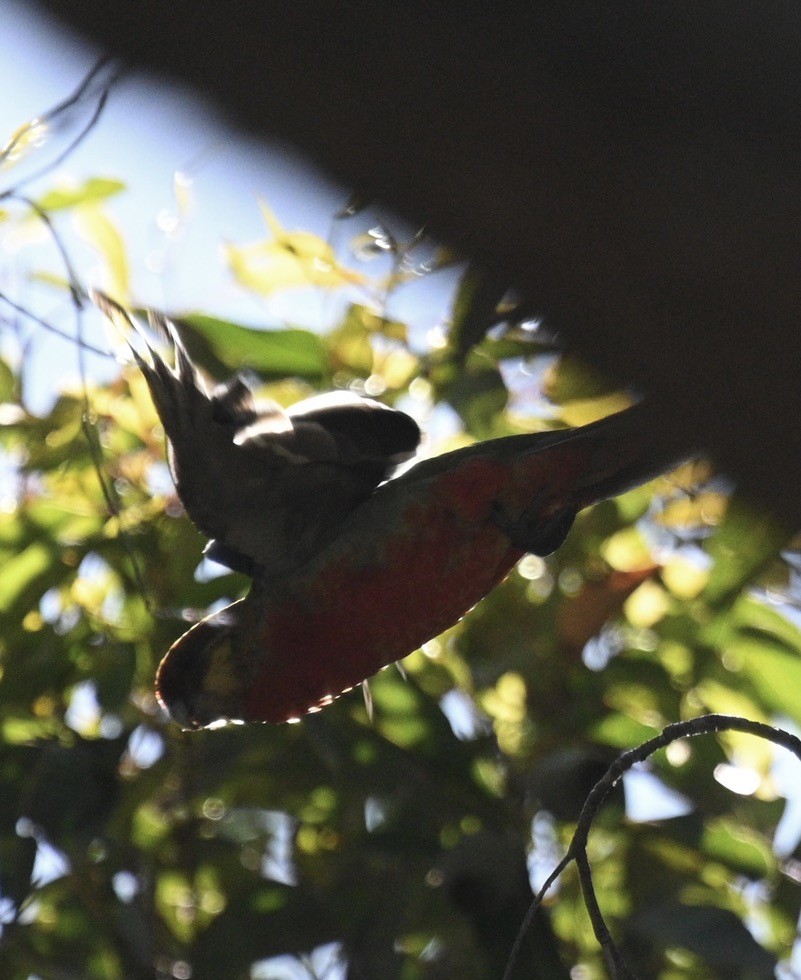 Perruche à oreilles jaunes - ML646163425