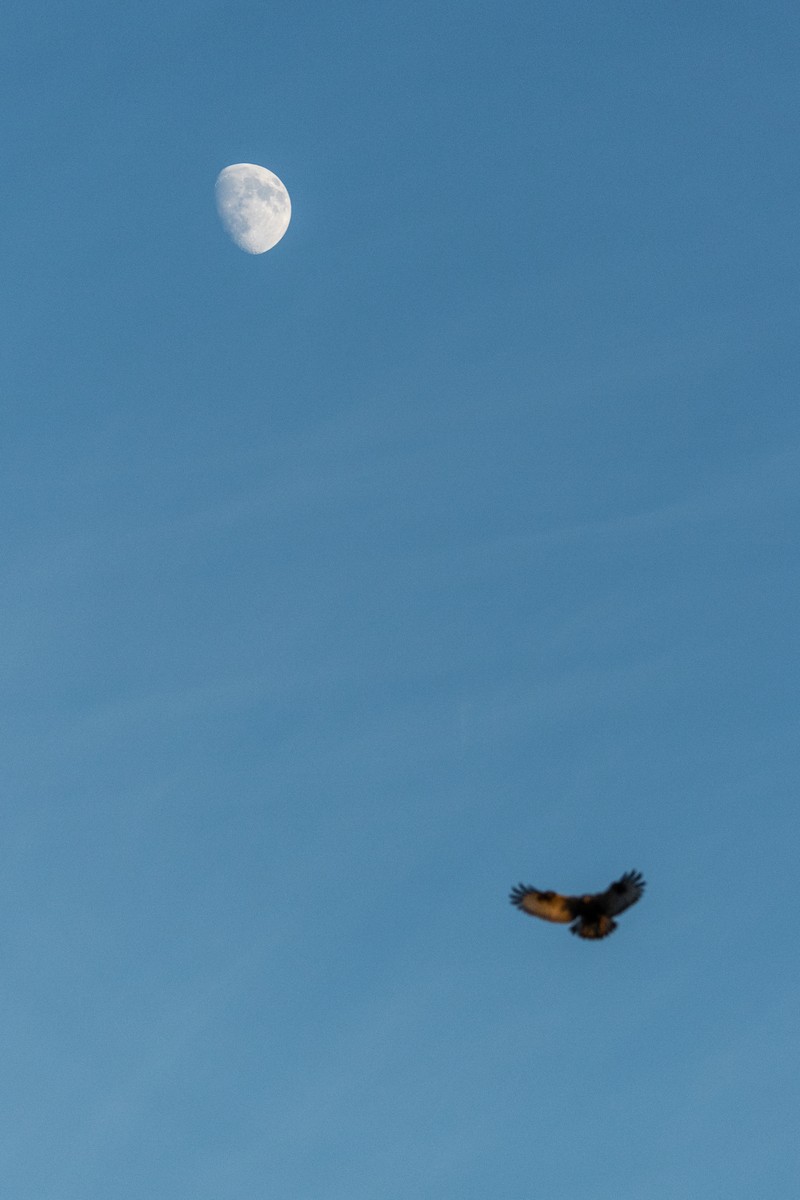 Rough-legged Hawk - ML646163426