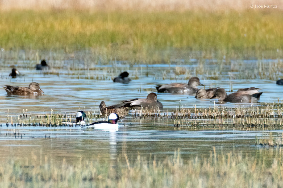 Petit Garrot - ML646163427