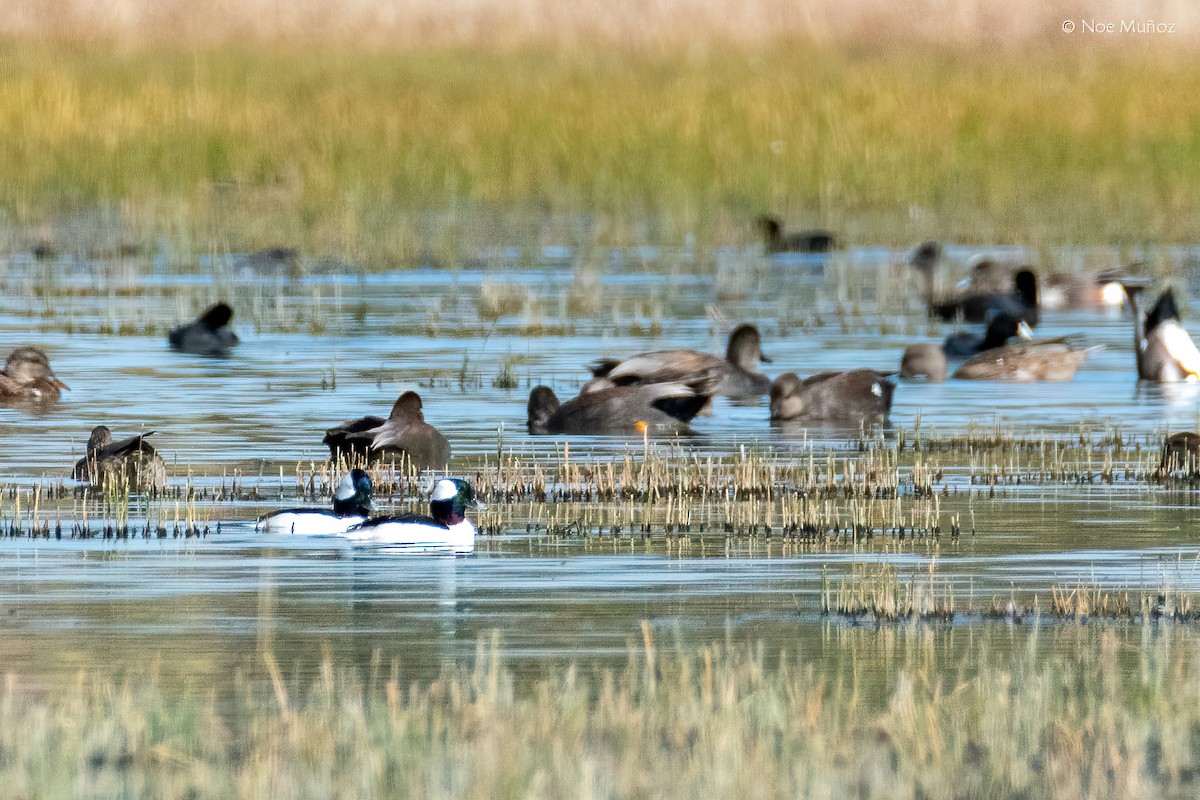 Petit Garrot - ML646163428