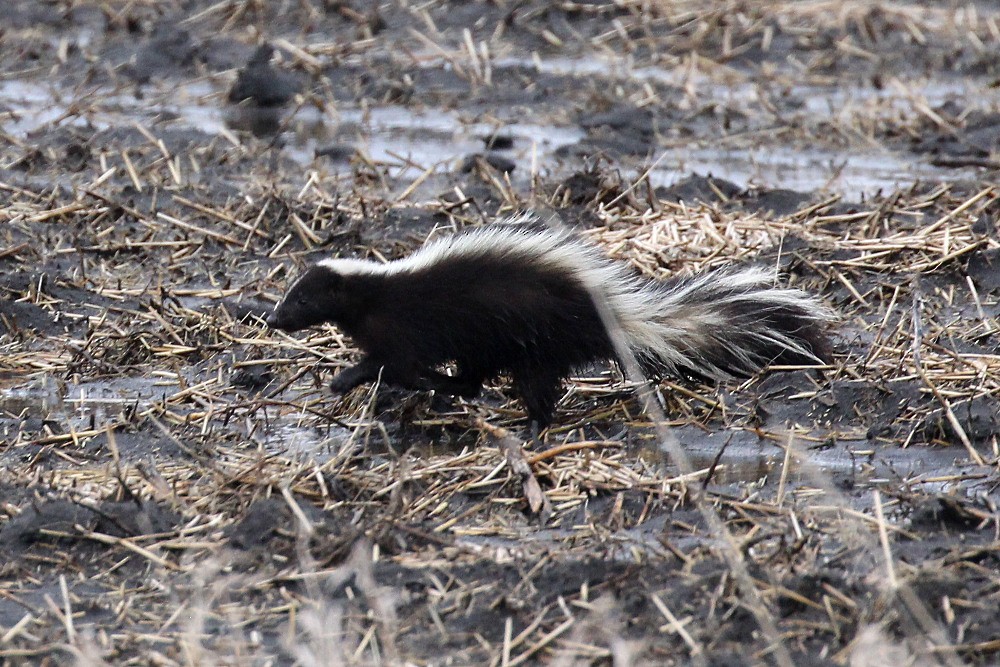 Striped Skunk - ML646163429