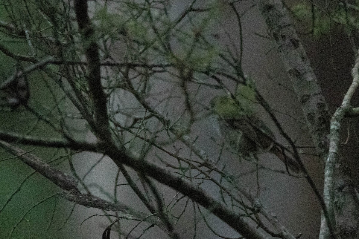 Acanthize de Tasmanie - ML646163430