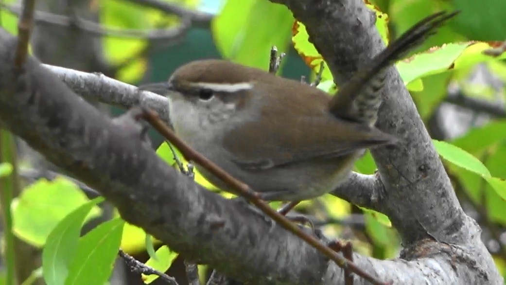 Troglodyte de Bewick - ML646163432