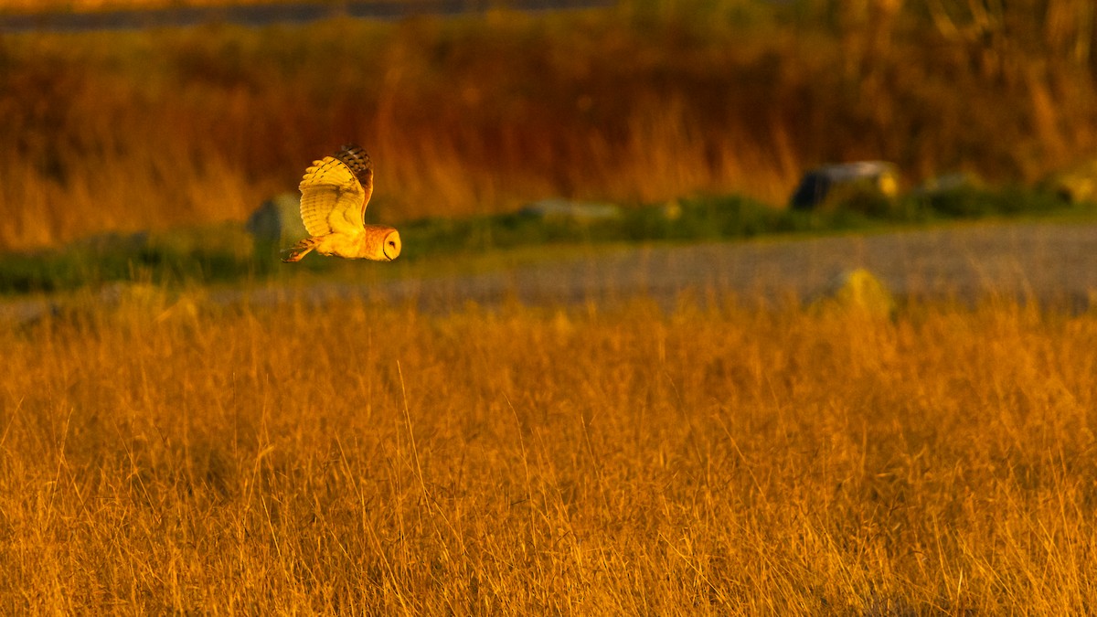 American Barn Owl - ML646163433