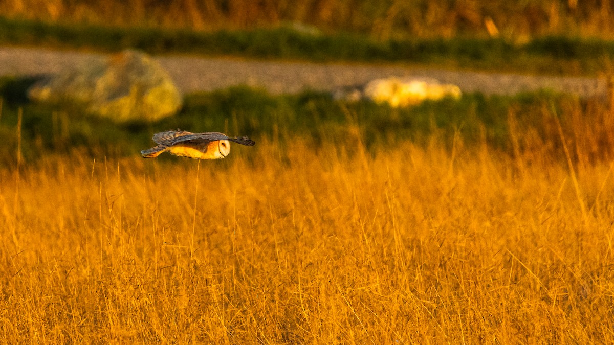 American Barn Owl - ML646163434