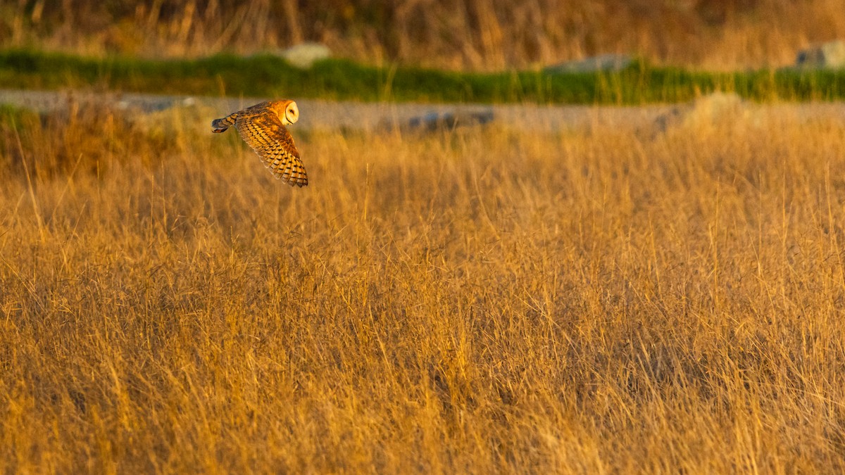American Barn Owl - ML646163435