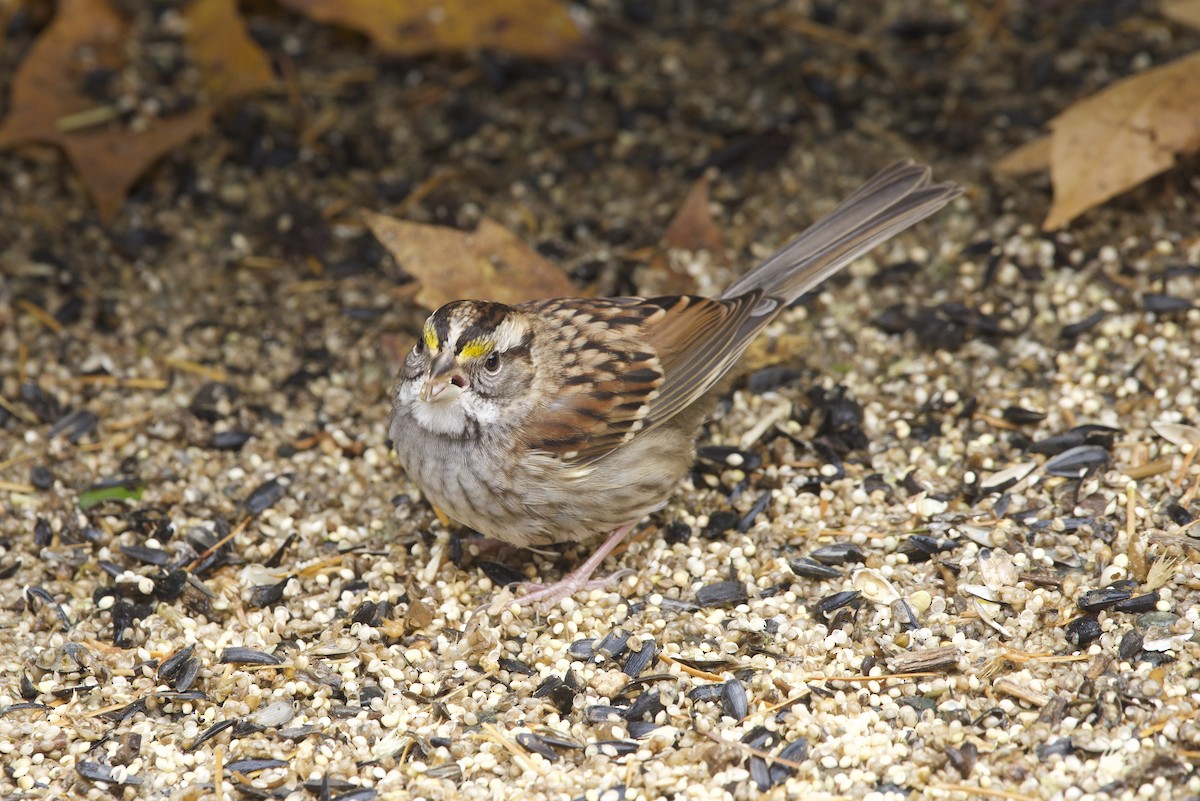 Bruant à gorge blanche - ML646163436