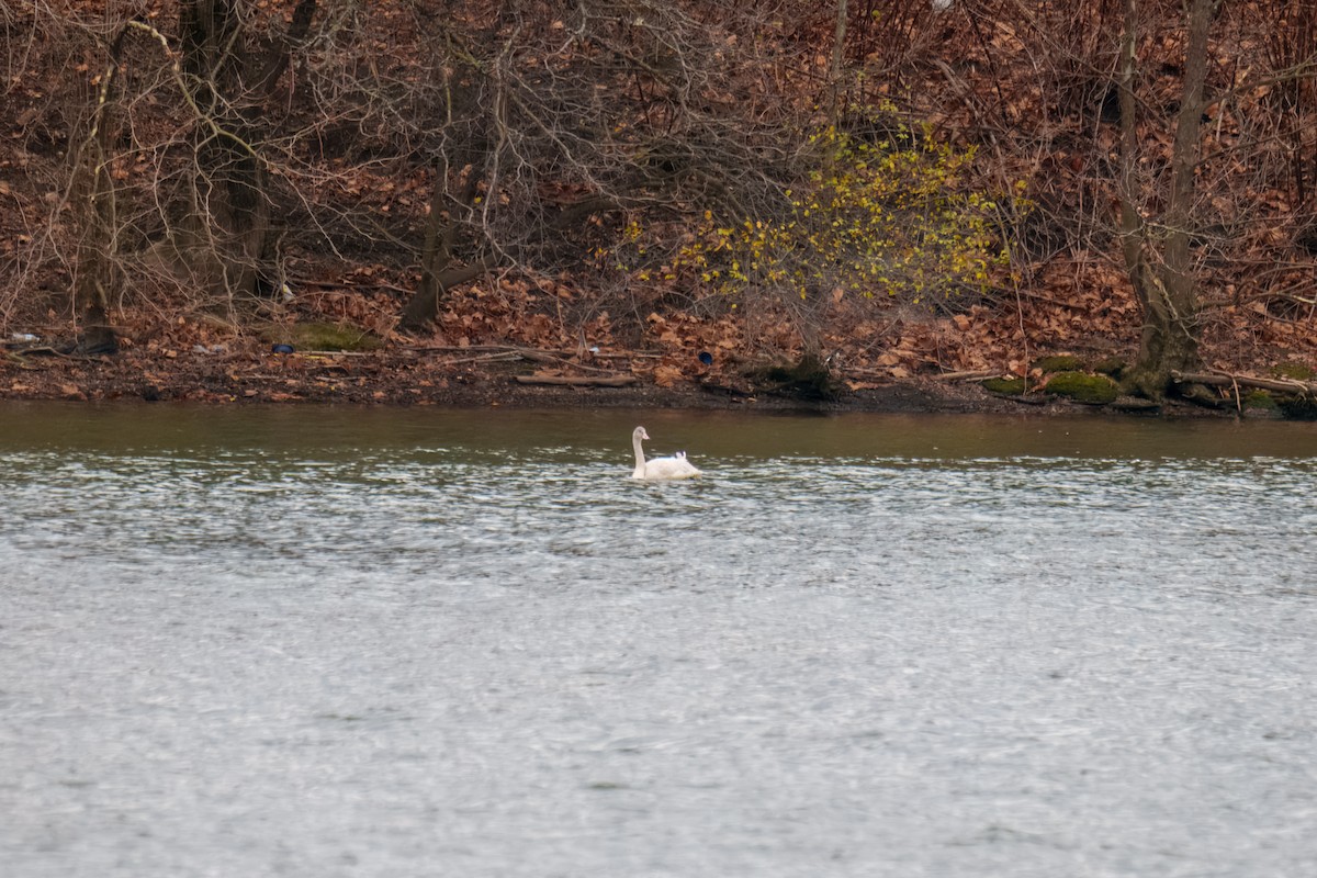 Cygne siffleur - ML646163438