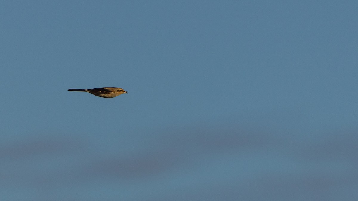 borealvarsler - ML646163439