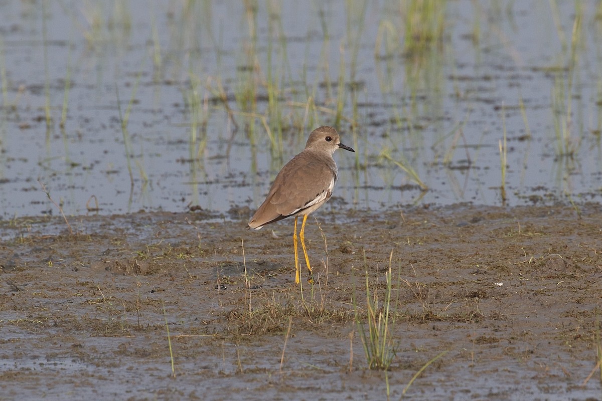 Vanneau à queue blanche - ML646163440