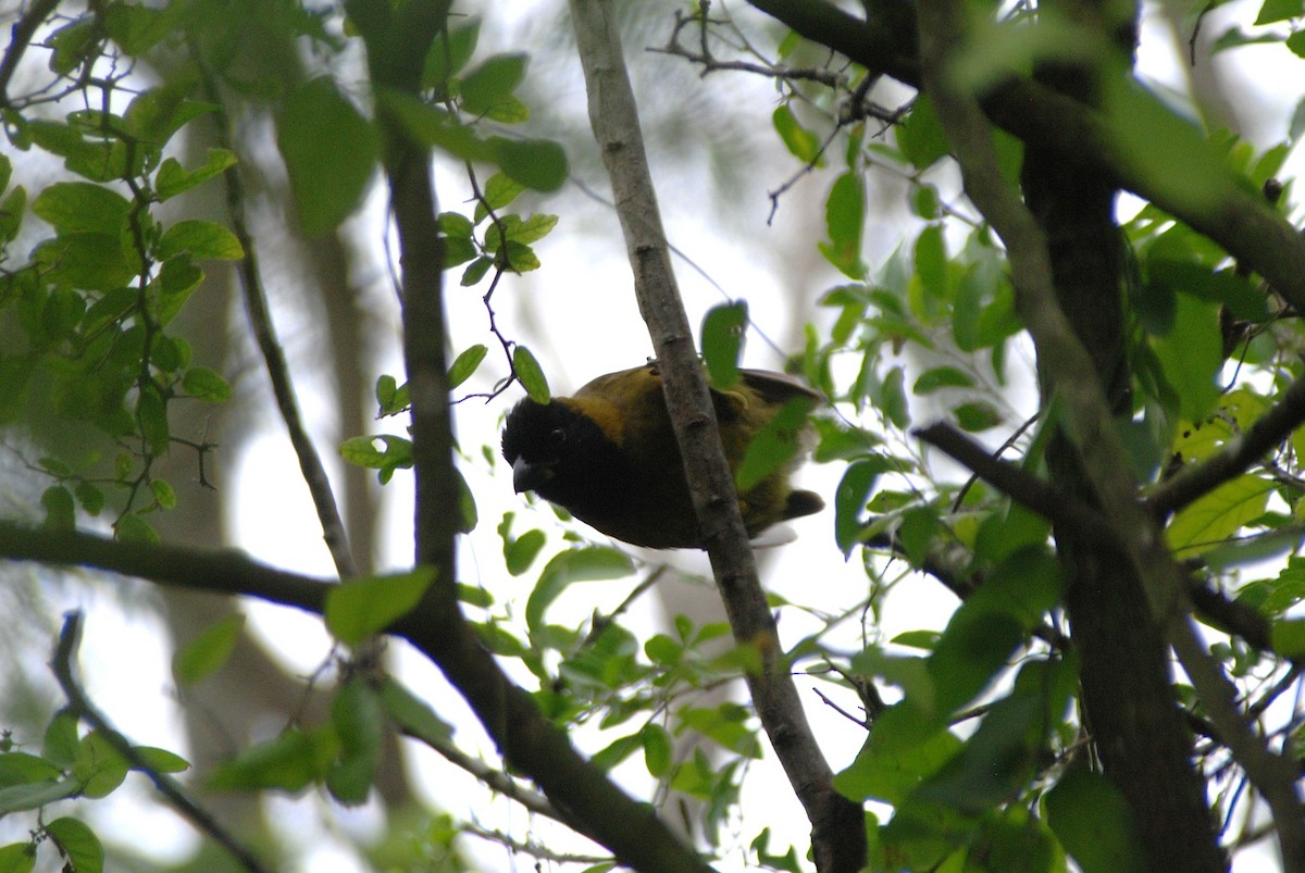 Crimson-collared Grosbeak - ML646163441