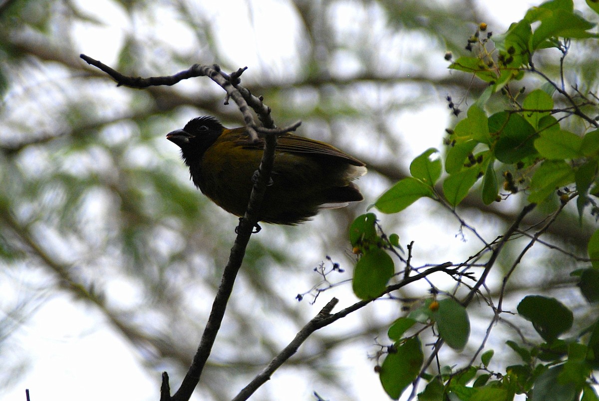 Crimson-collared Grosbeak - ML646163442