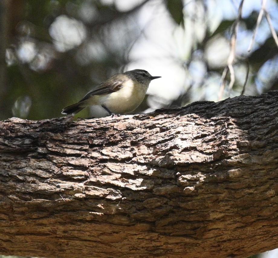 Acanthize à croupion jaune - ML646163444