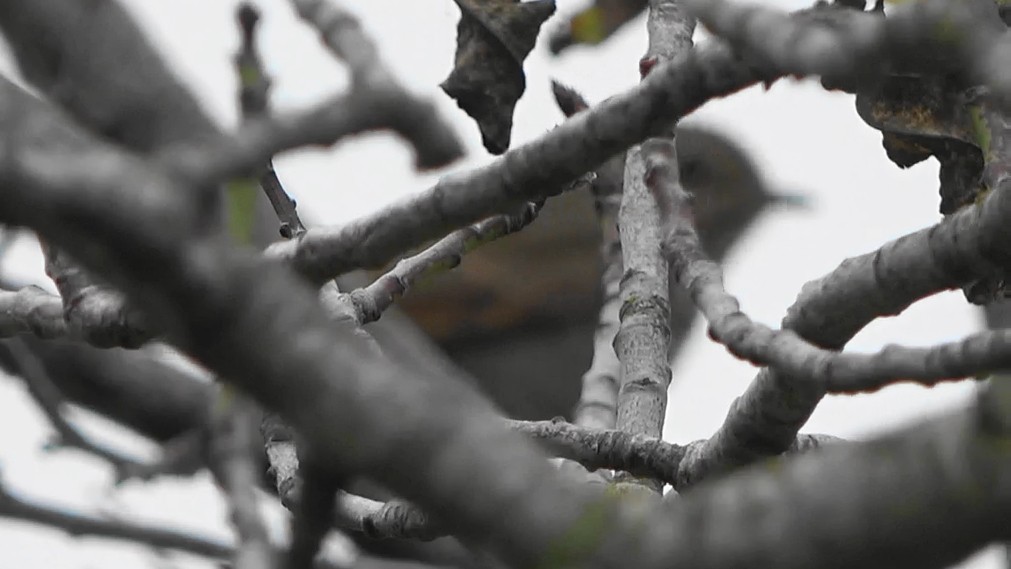 Grive solitaire - ML646163445