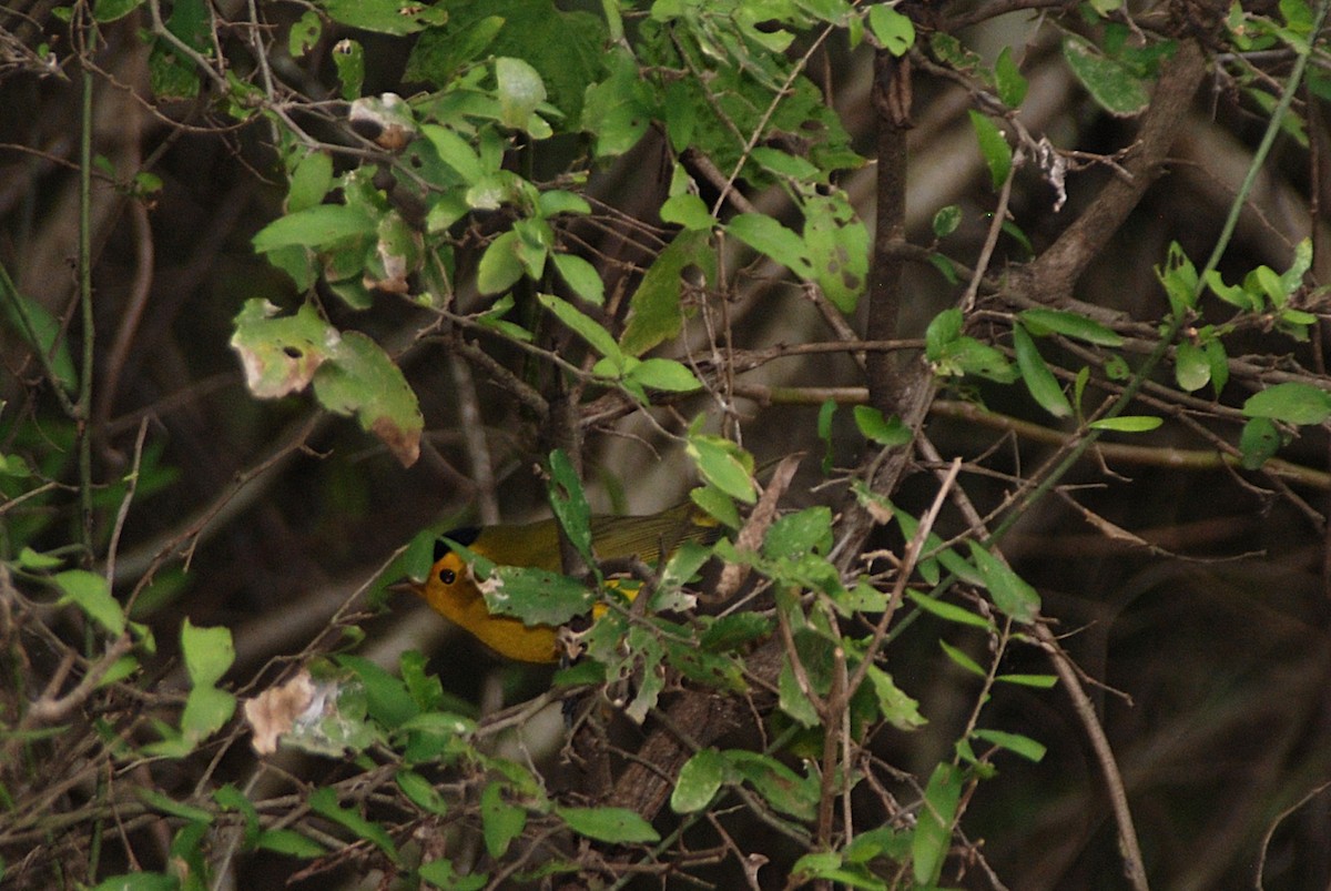 Paruline à calotte noire - ML646163449