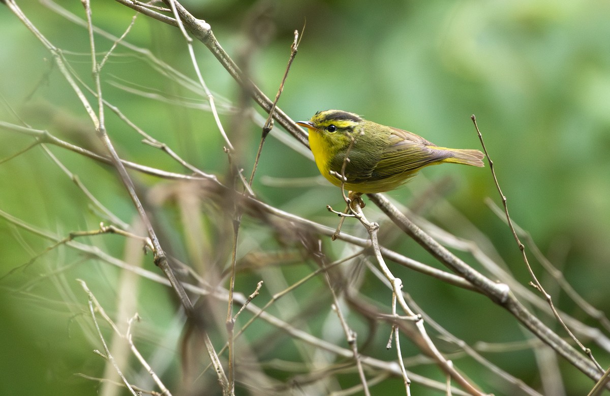 Sulphur-breasted Warbler - ML646163450