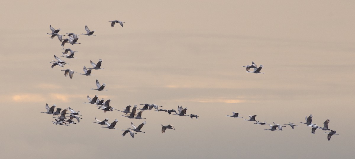 Sandhill Crane - ML646163451