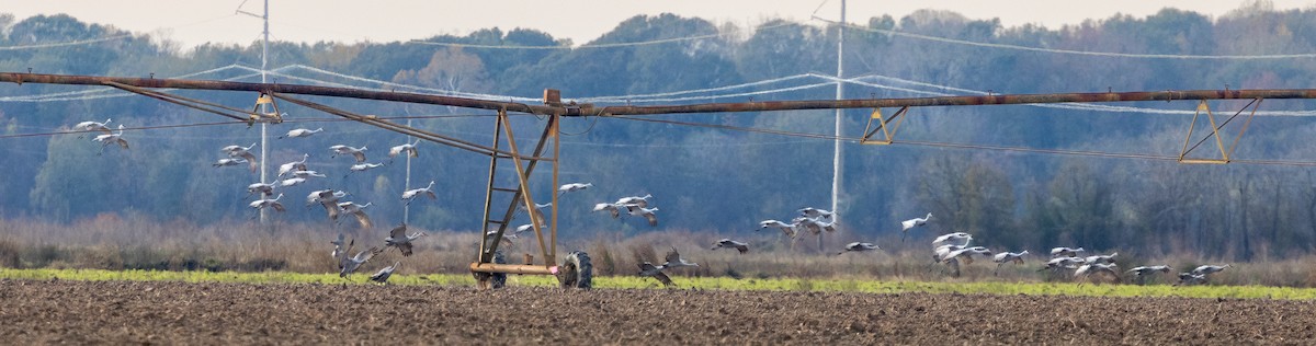Sandhill Crane - ML646163452