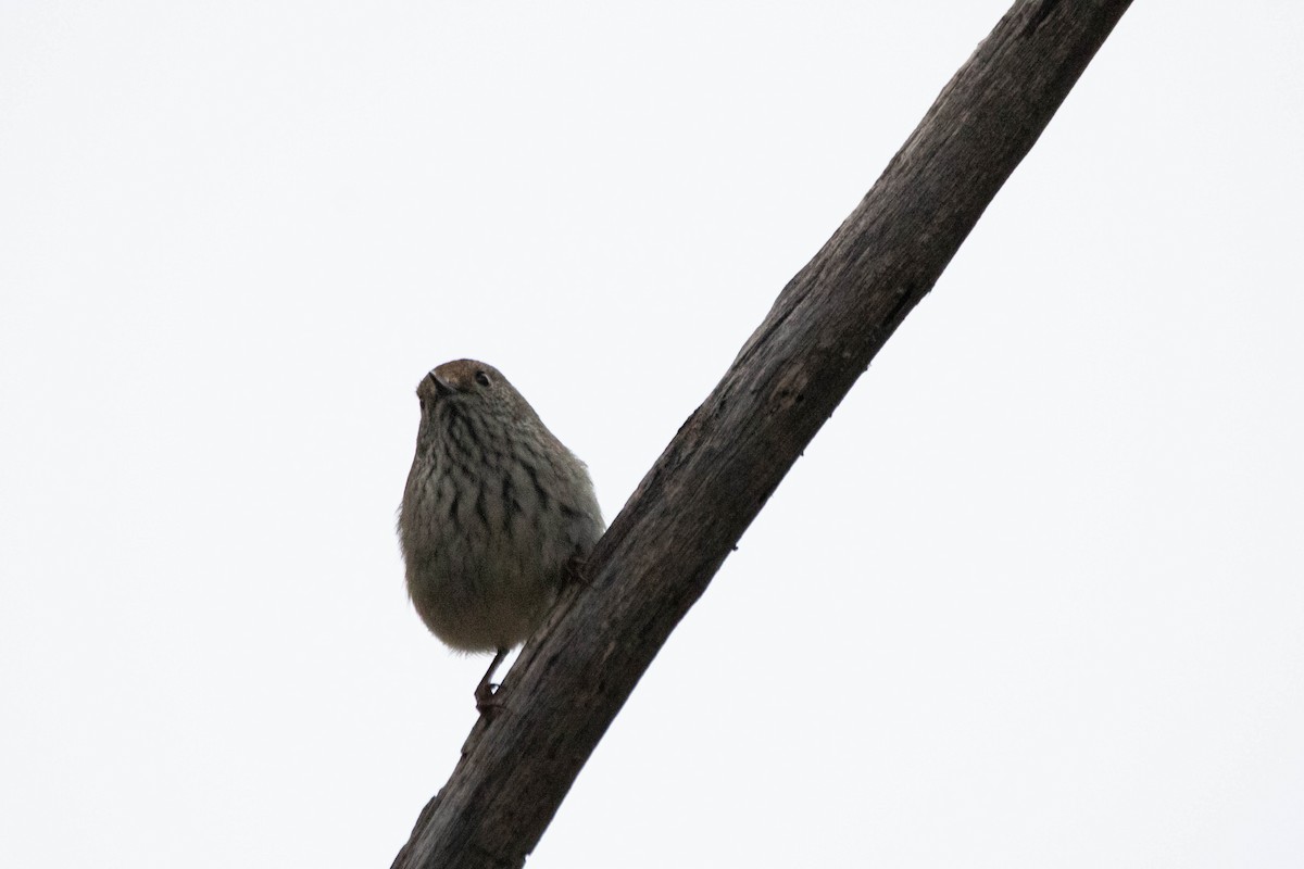 Acanthize mignon - ML646163453