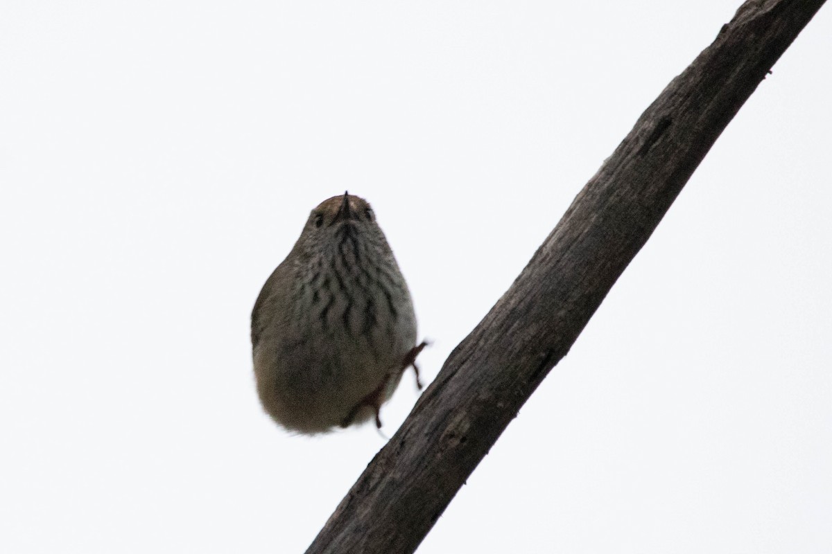 Acanthize mignon - ML646163454