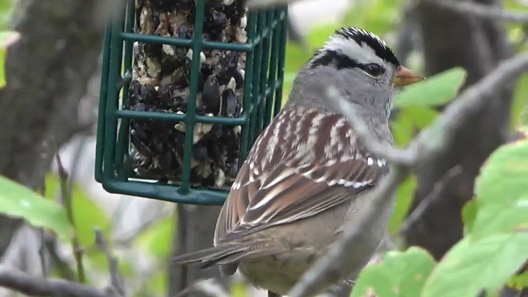 Bruant à couronne blanche - ML646163455