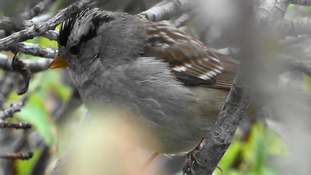 Bruant à couronne blanche - ML646163456