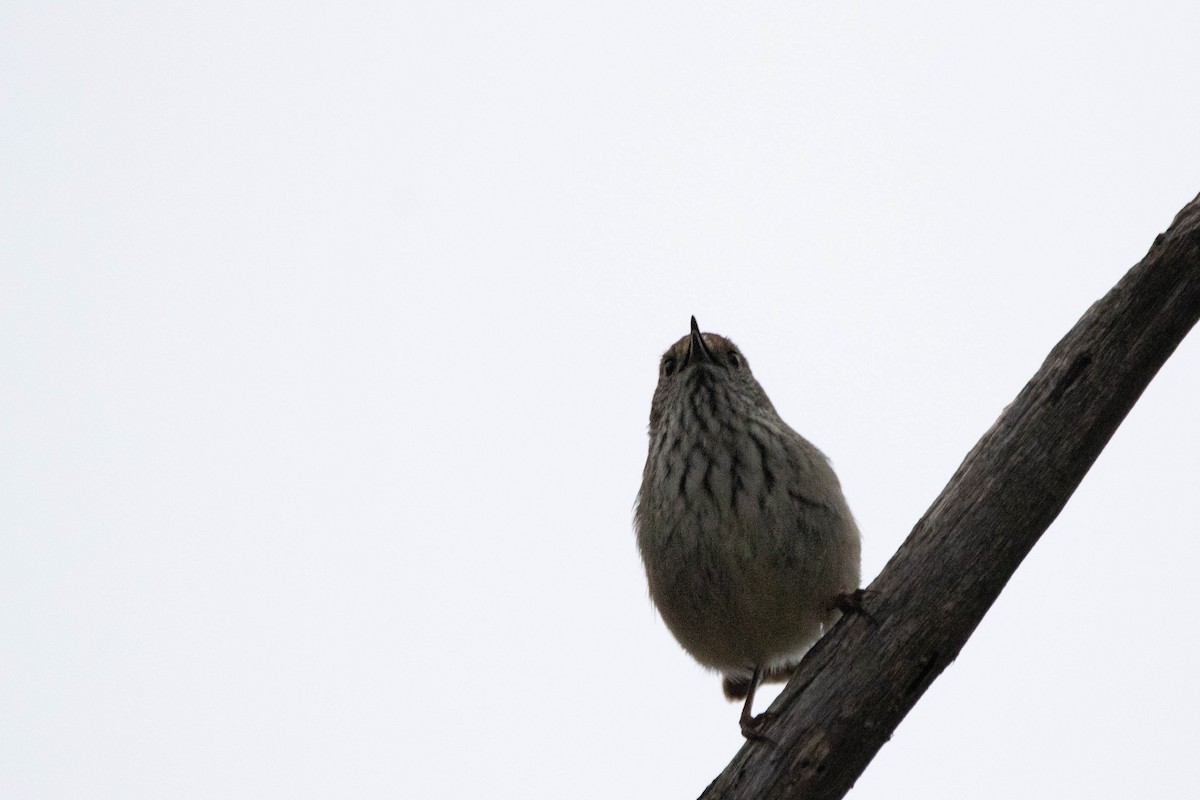 Acanthize mignon - ML646163457