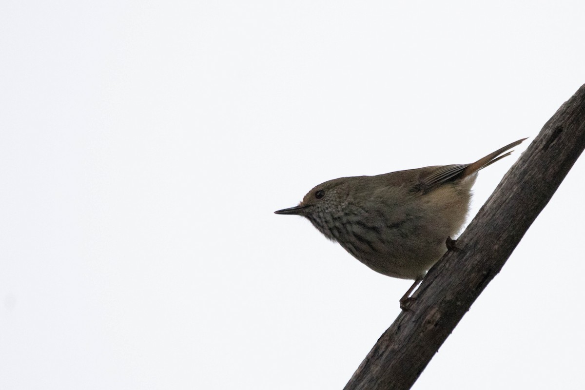 Acanthize mignon - ML646163458