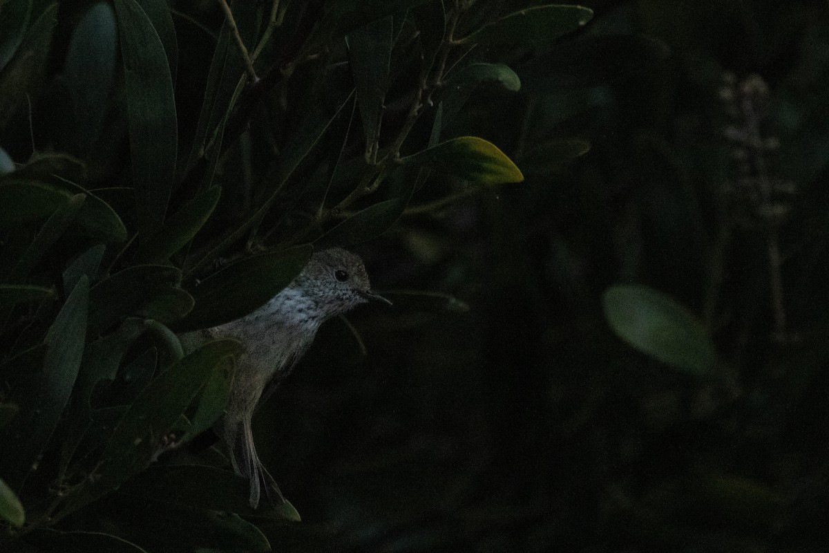 Acanthize mignon - ML646163459