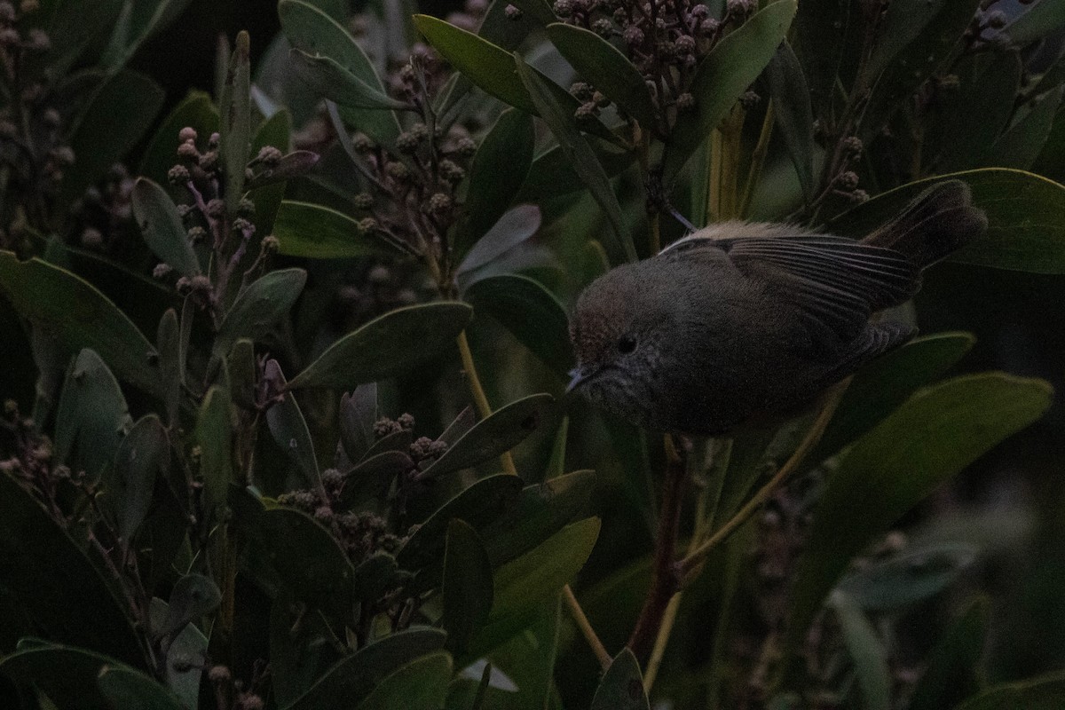 Acanthize mignon - ML646163460