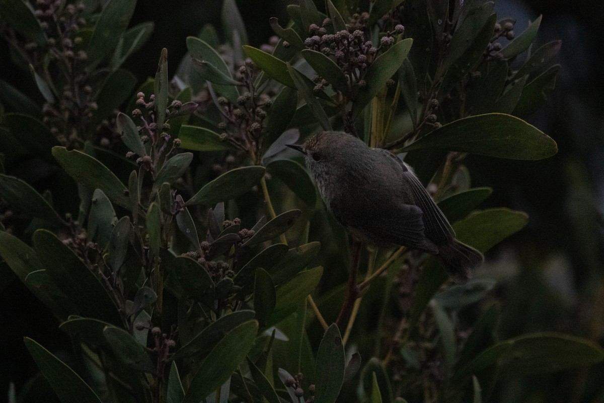 Acanthize mignon - ML646163461