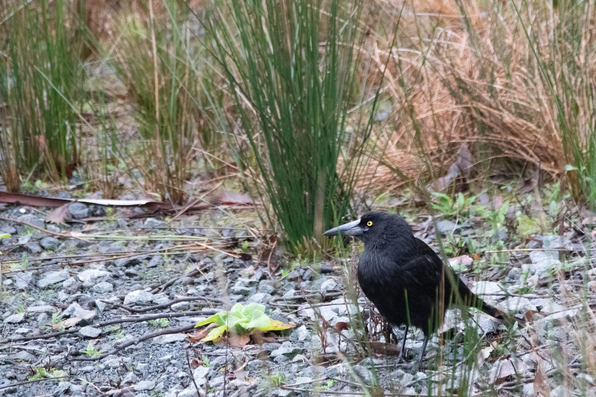 Black Currawong - ML646163472