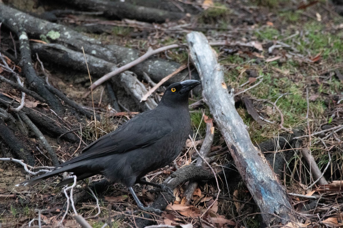 Black Currawong - ML646163473