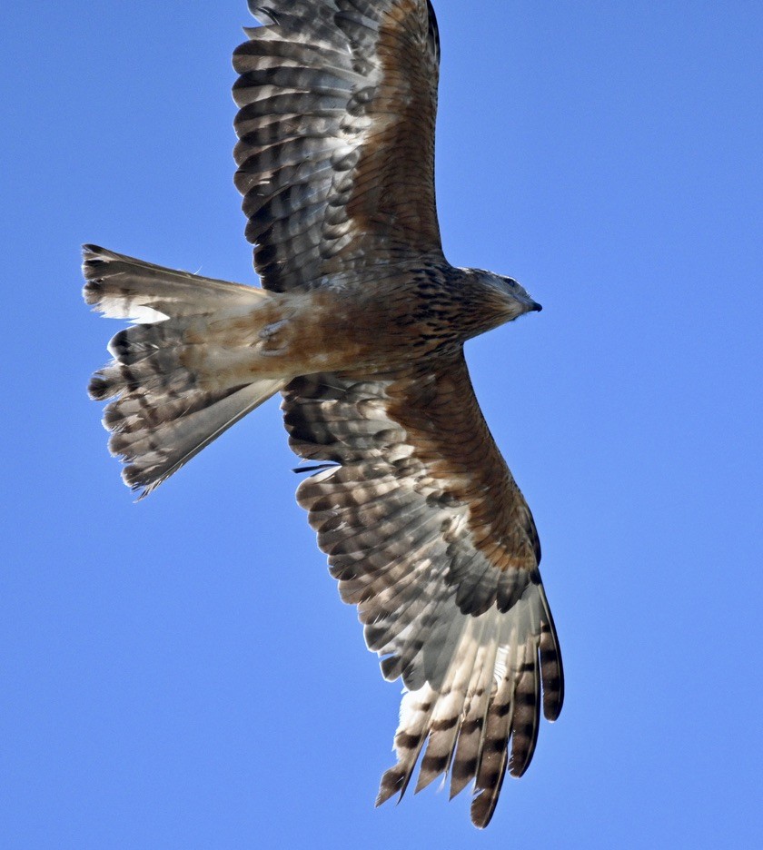 Чубатый коршун - ML646163482