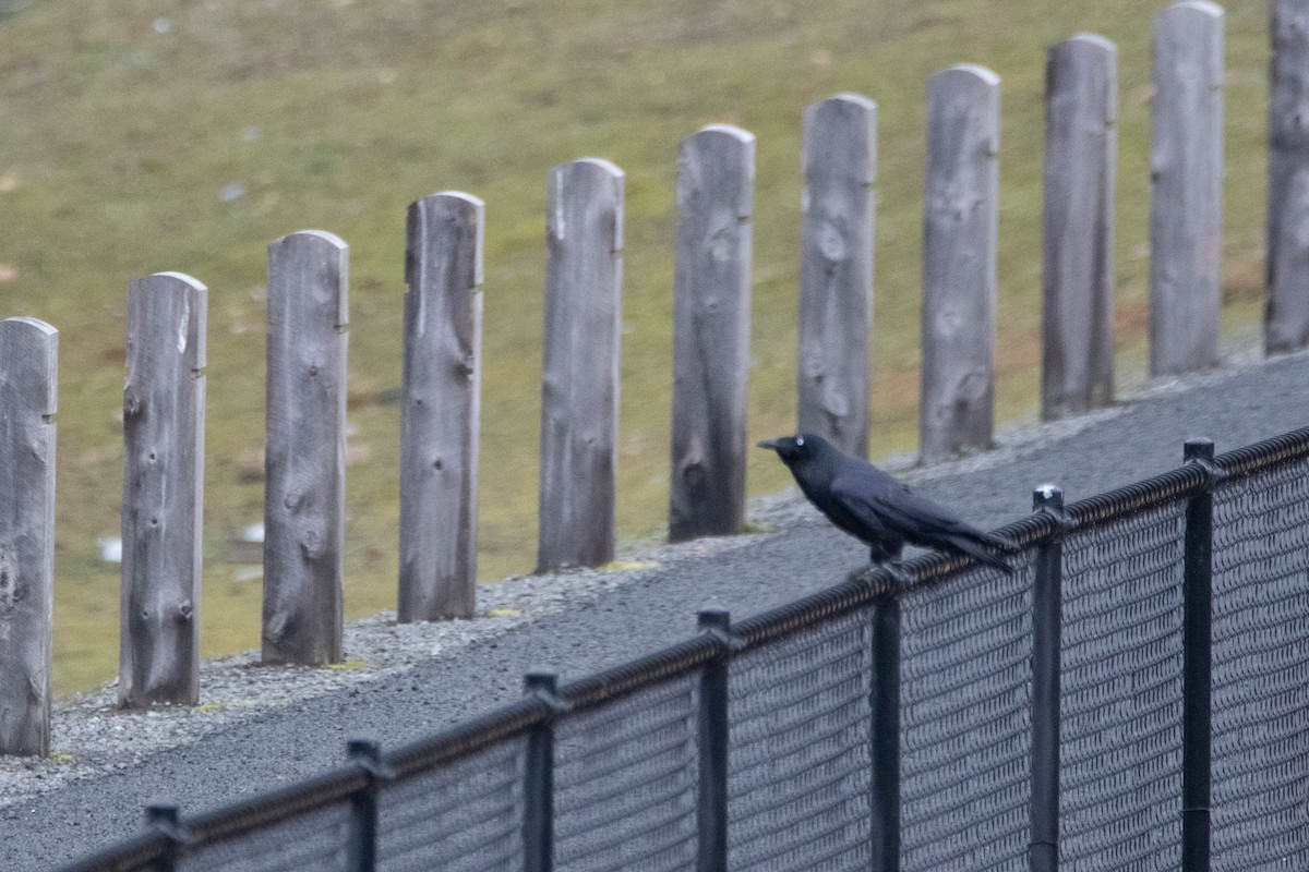 Forest Raven - ML646163483