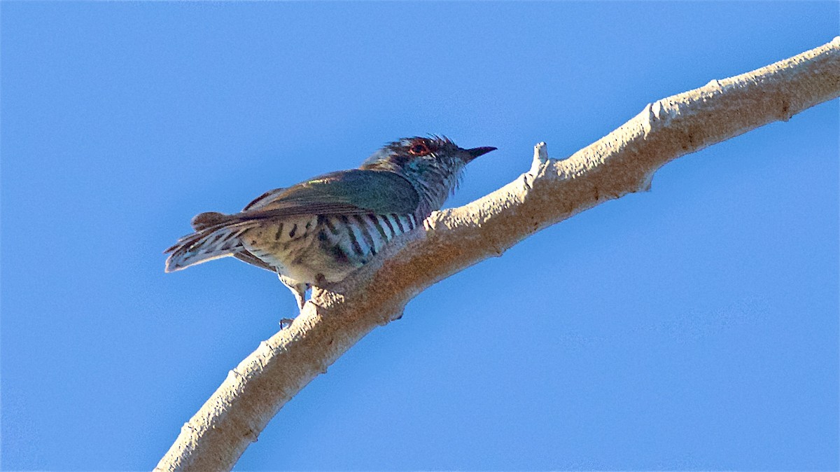 Little Bronze-Cuckoo - ML646163499