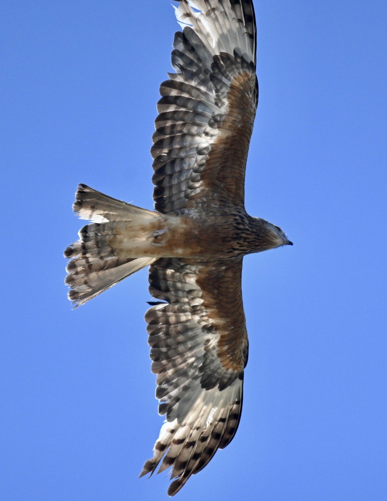 Чубатый коршун - ML646163501