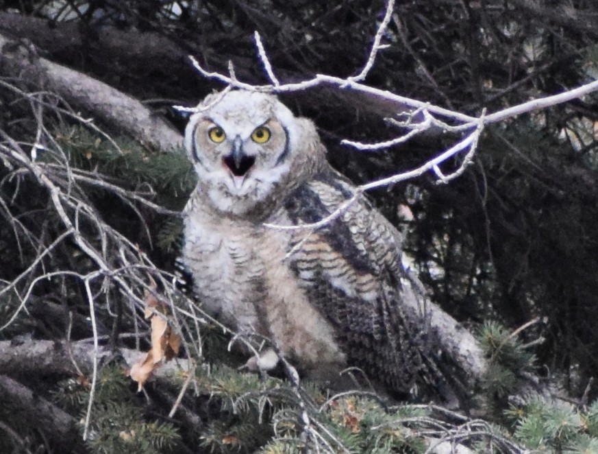 Great Horned Owl - ML646163502