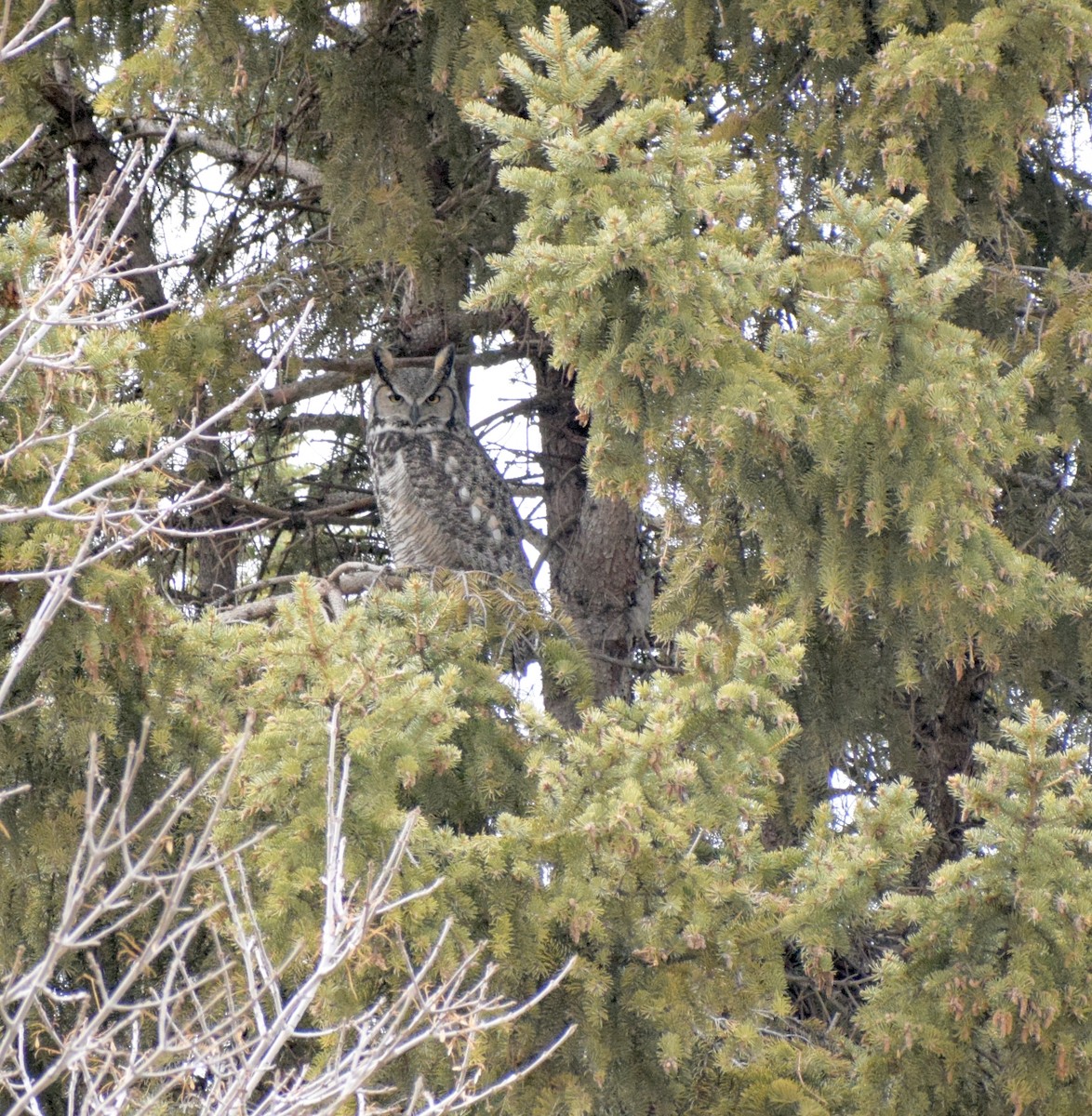 Great Horned Owl - ML646163503