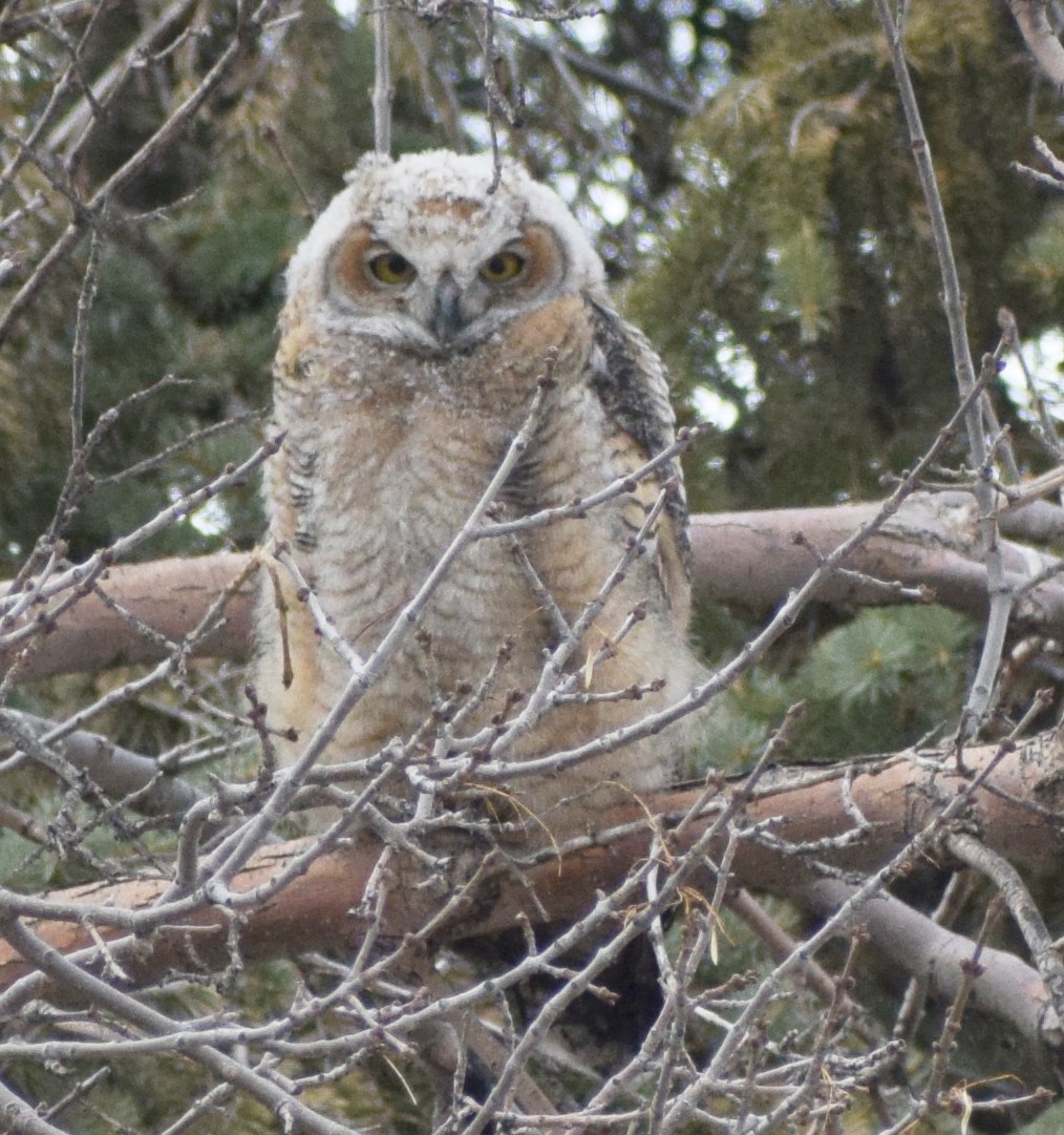 Great Horned Owl - ML646163504