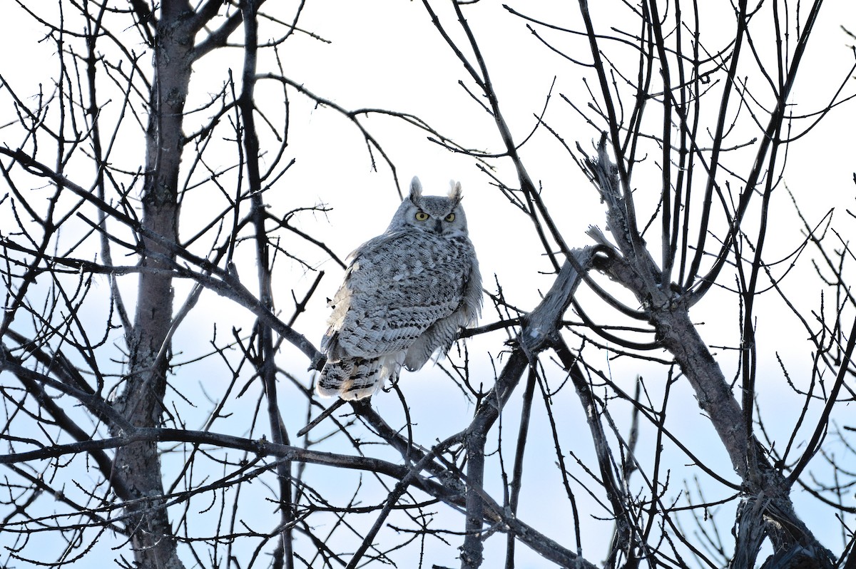 Great Horned Owl - ML646163509