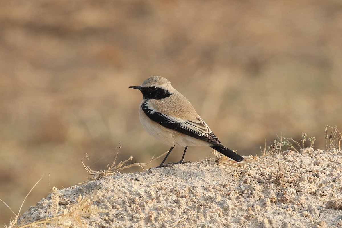 סלעית מדבר - ML646163513