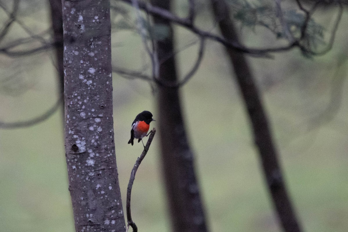 Scarlet Robin - ML646163514